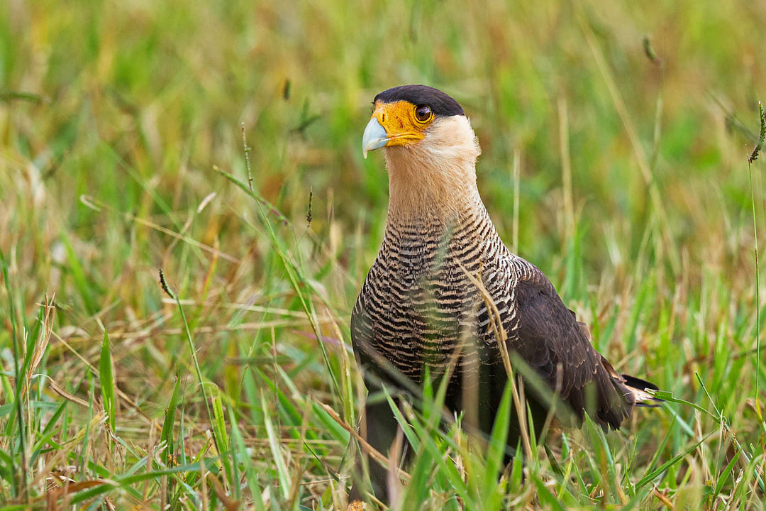 Foto carcará (Caracara plancus) Por Ary Nazar | Wiki Aves - A ...