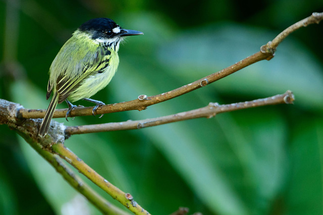 Foto ferreirinhopintado (Todirostrum pictum) Por Luiz Trevizan Wiki