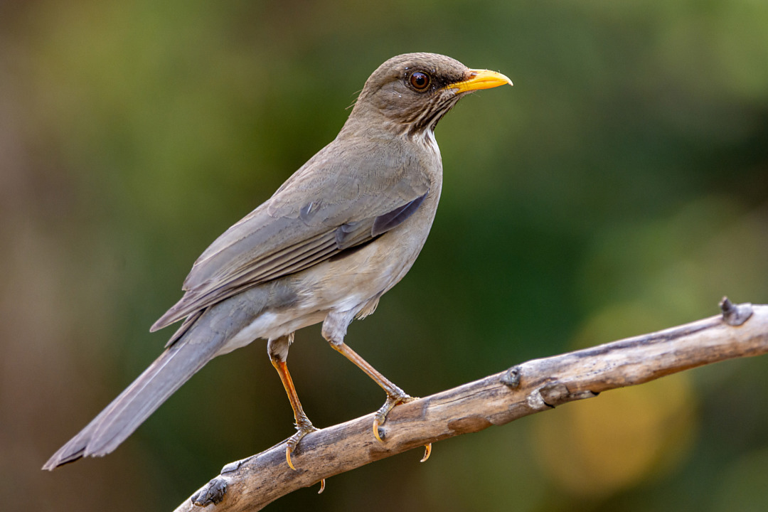 Foto sabiá-poca (Turdus amaurochalinus) Por André Adeodato | Wiki Aves ...