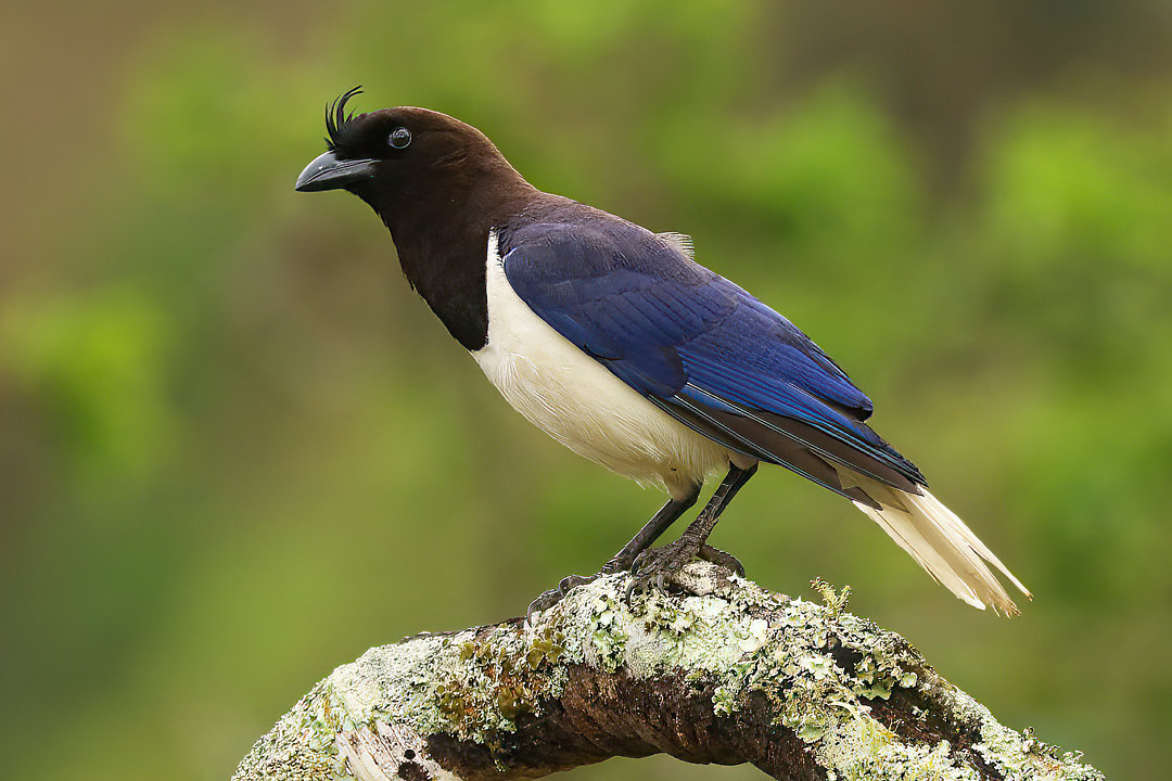 Foto gralha-do-campo (Cyanocorax cristatellus) Por Leonardo Casadei ...