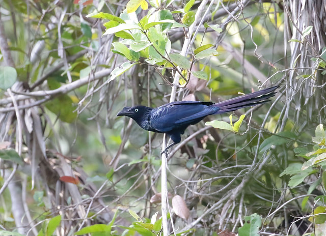 Foto anu-coroca (Crotophaga major) Por Jayrson Araújo | Wiki Aves - A ...