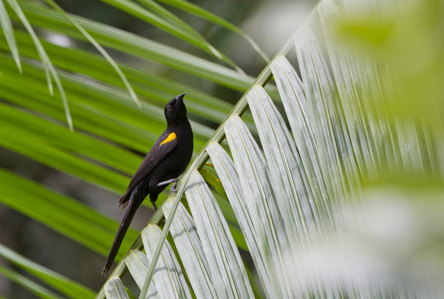 Foto inhapim (Icterus cayanensis) Por Ciro Albano | Wiki Aves - A ...