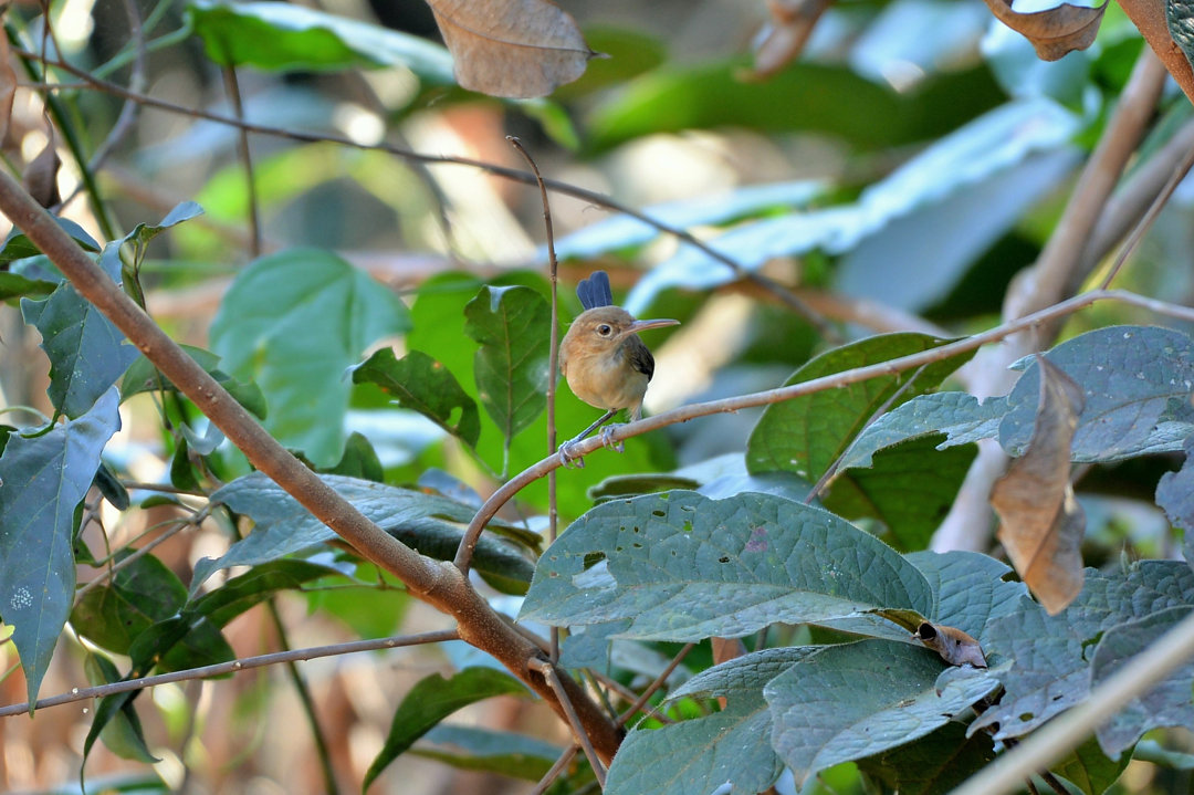 Foto chiritodobambu (Ramphocaenus sticturus) Por Julio Machado Wiki