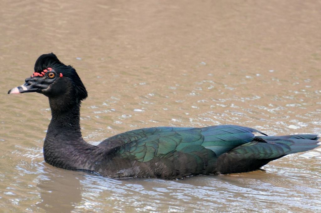 Foto pato-do-mato (Cairina moschata) Por Vilde Eriberto Florencio ...