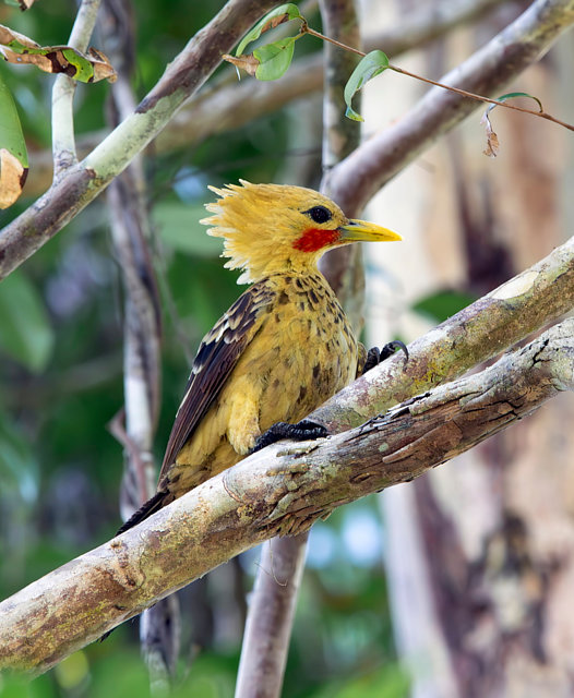 Foto pica-pau-amarelo (Celeus flavus) Por Carlos Vieira. | Wiki Aves ...