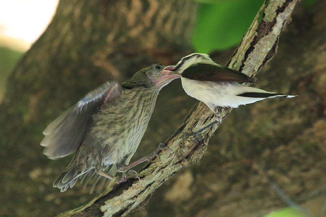 Foto chupim (Molothrus bonariensis) Por Gilvan Moreira | Wiki Aves - A ...