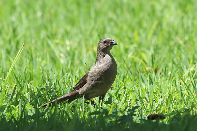 Foto chupim (Molothrus bonariensis) Por Gilvan Moreira | Wiki Aves - A ...