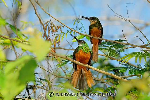 Foto Ariramba de cauda ruiva Galbula Ruficauda Por Rudimar Cipriani 