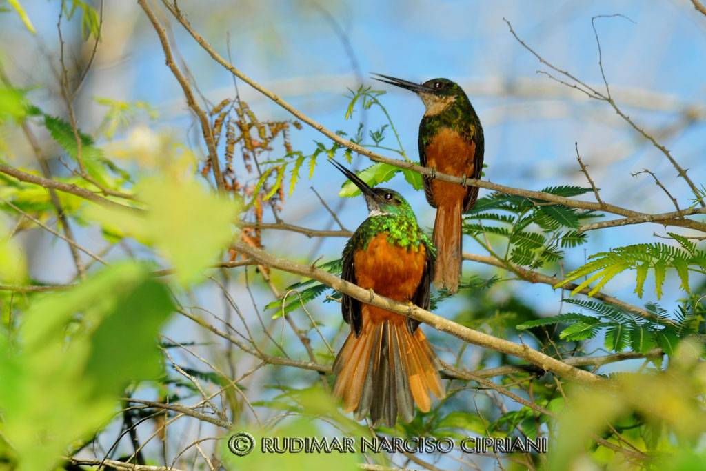 foto-ariramba-de-cauda-ruiva-galbula-ruficauda-por-rudimar-cipriani