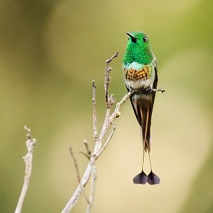 Apodiformes WikiAves A Enciclopédia das Aves do Brasil