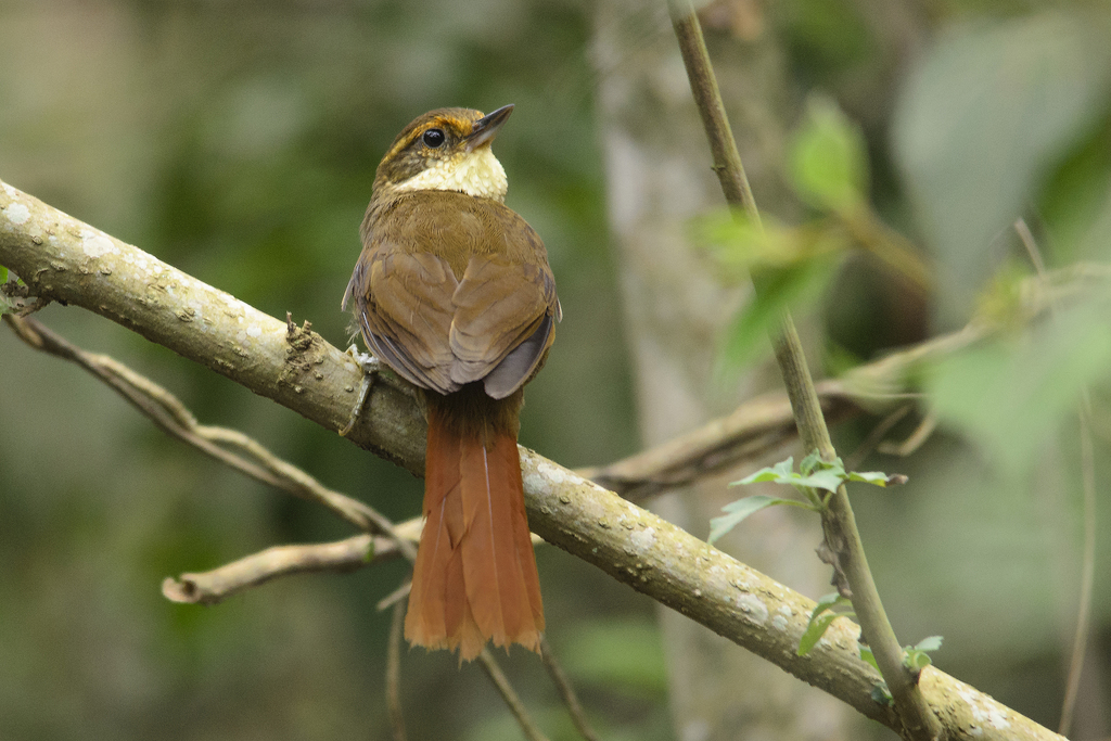 Foto trepadorquiete (Syndactyla rufosuperciliata) Por Sylvio Adalberto