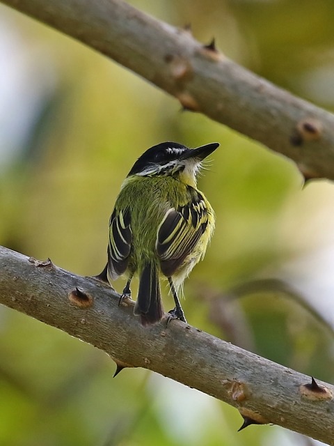 Foto ferreirinhopintado (Todirostrum pictum) Por Carmen Lúcia Bays