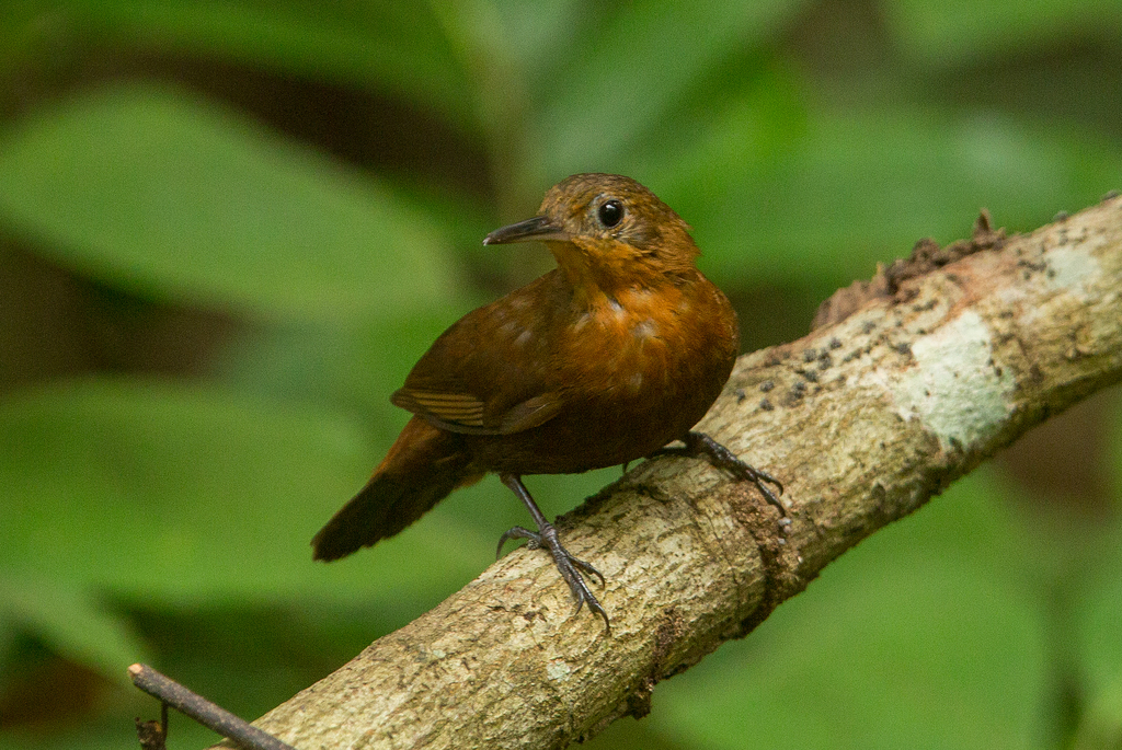 Foto virafolhadebicocurto (Sclerurus rufigularis) Por Marcelo
