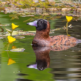 Anatinae WikiAves A Enciclopédia das Aves do Brasil