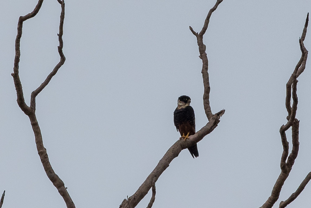 Foto cauré (Falco rufigularis) Por Magno Travassos | Wiki Aves - A ...