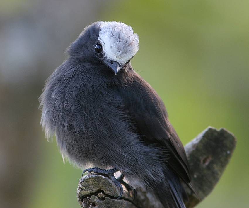 foto-viuvinha-colonia-colonus-por-eduardo-fonseca-wiki-aves-a