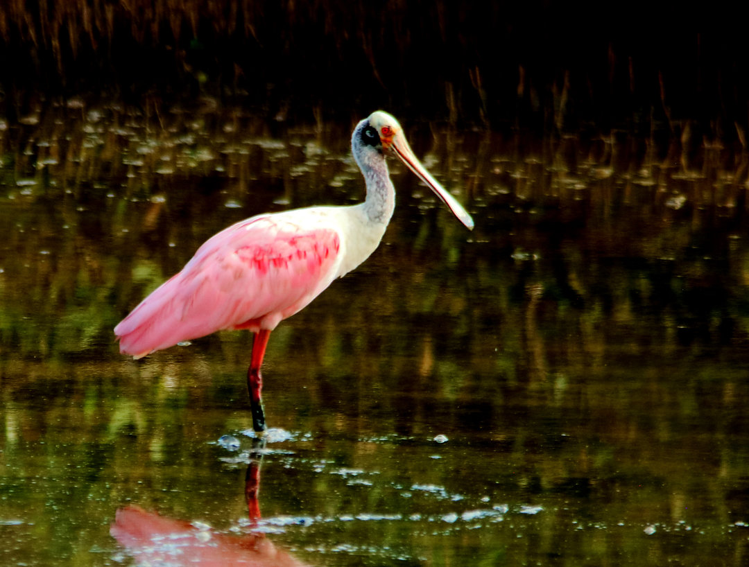 Foto colhereiro (Platalea ajaja) Por Ivo Zecchin | Wiki Aves - A ...