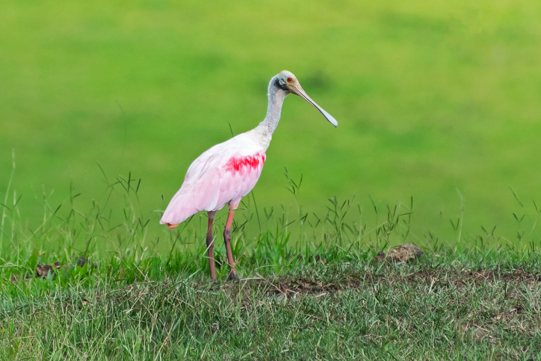 Foto colhereiro (Platalea ajaja) Por Thiago Martins | Wiki Aves - A ...