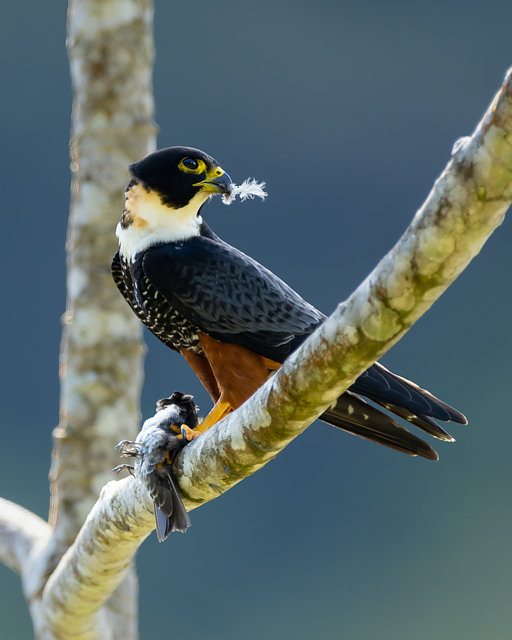 Foto cauré (Falco rufigularis) Por Michael Rosenberger | Wiki Aves - A ...