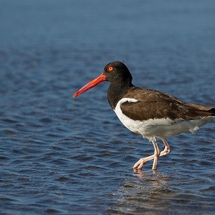 pirupiru (Haematopus palliatus) WikiAves A Enciclopédia das Aves