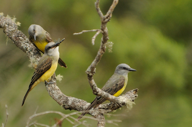 Sureri Insect suiriri (Tyrannus melancholicus) | WikiAves - A Enciclopédia das Aves ...