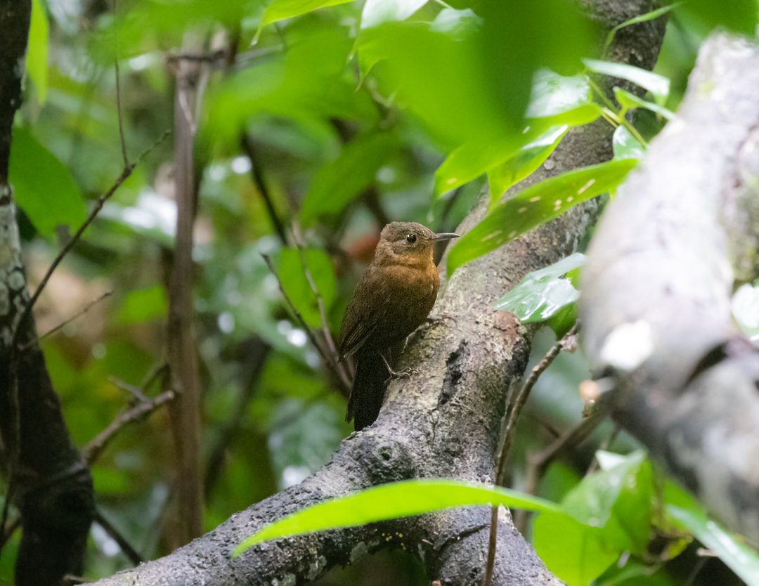 Foto virafolhadebicocurto (Sclerurus rufigularis) Por Silvia