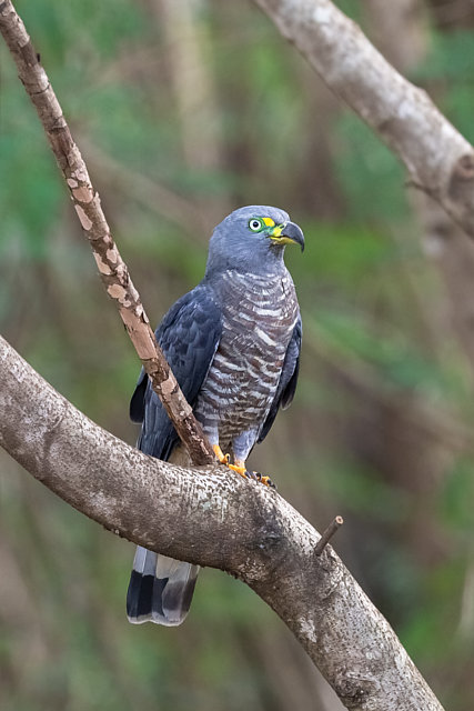 Foto gaviãocaracoleiro (Chondrohierax uncinatus) Por Antonio Carlos