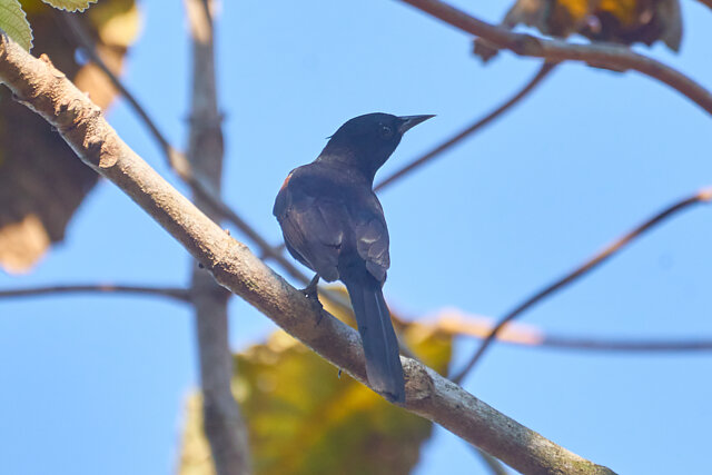 Foto inhapim (Icterus cayanensis) Por Daniel Alfenas | Wiki Aves - A ...