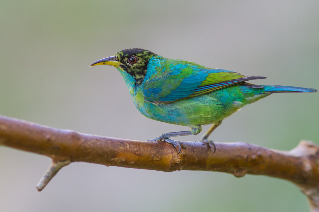 foto-sa-verde-chlorophanes-spiza-por-constantino-melo-wiki-aves