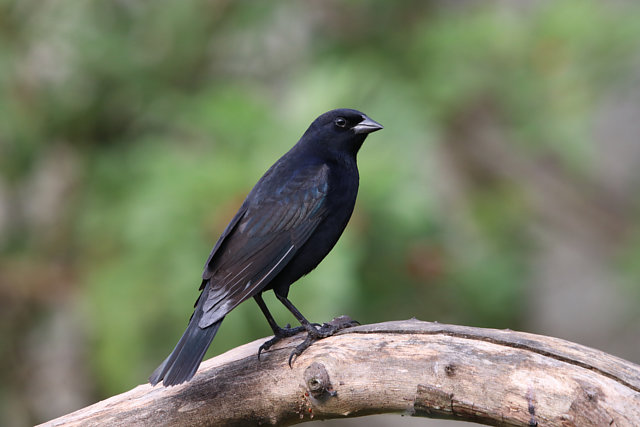 Foto chupim (Molothrus bonariensis) Por Eduardo Rodrigues | Wiki Aves ...