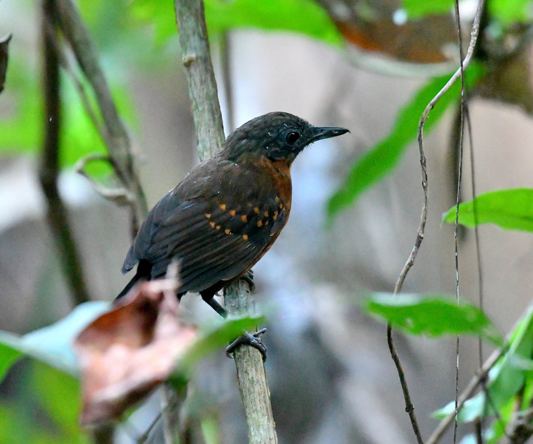 foto-formigueiro-do-caura-myrmelastes-caurensis-por-eliane-zaltman