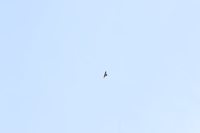 Foto andorinhãodotemporal (Chaetura meridionalis) Por Rita Garcia