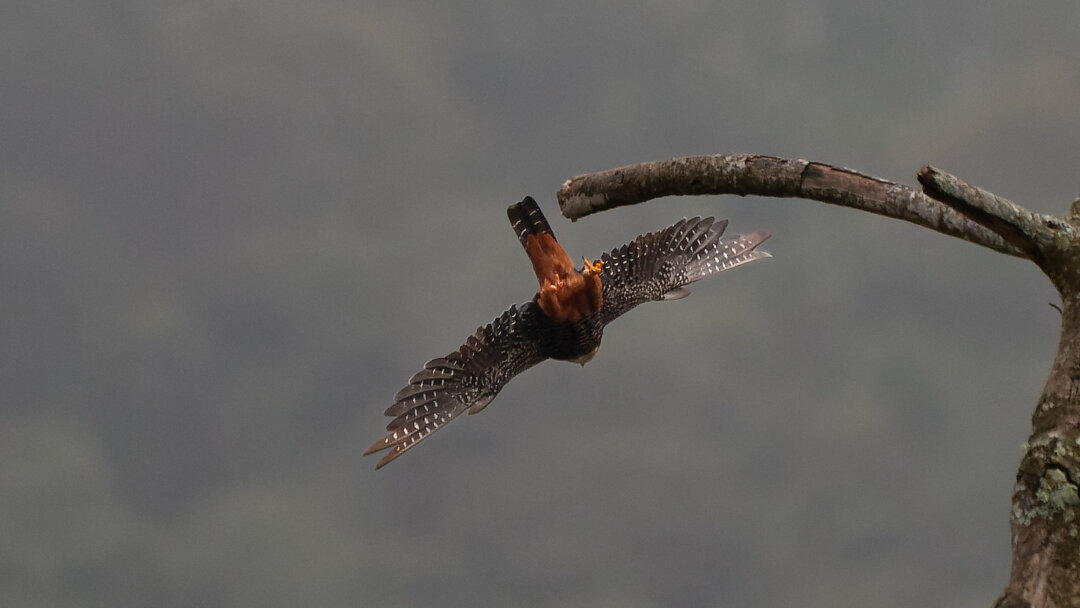 Foto cauré (Falco rufigularis) Por Ricardo Mitidieri | Wiki Aves - A ...