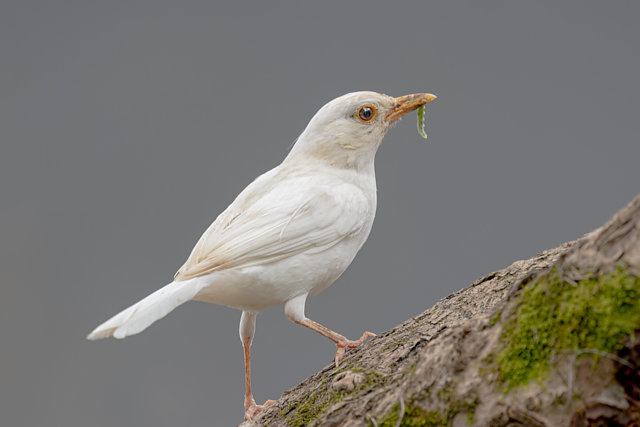 Foto sabiá-poca (Turdus amaurochalinus) Por Adriano Gonçalves 2 | Wiki ...