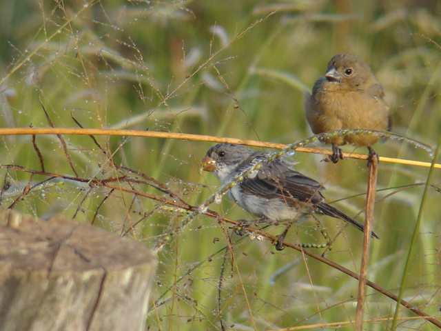 chorão (Sporophila leucoptera) | WikiAves - A Enciclopédia das Aves do ...