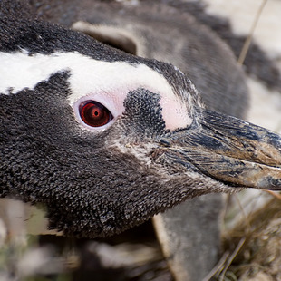 Sphenisciformes WikiAves A Enciclopédia das Aves do Brasil