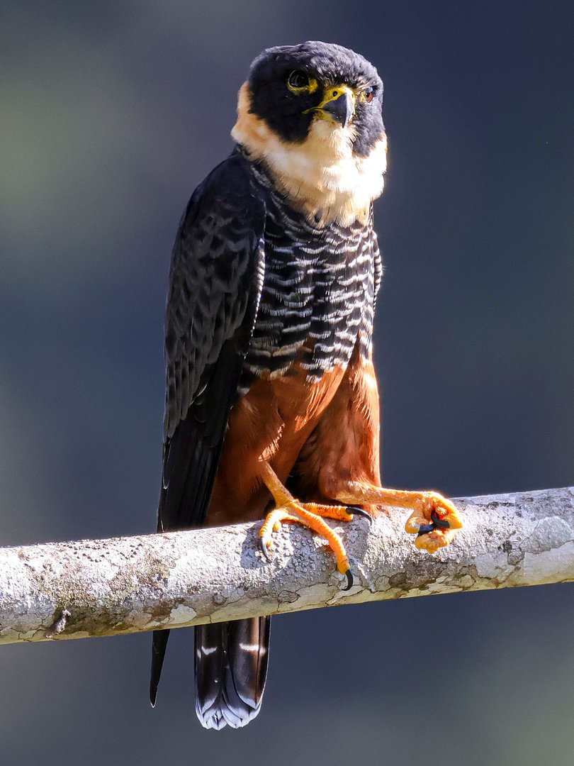 Foto cauré (Falco rufigularis) Por Fernando T. Rodrigues | Wiki Aves ...