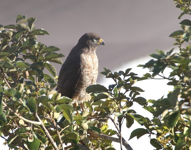 foto-gavi-o-carij-rupornis-magnirostris-por-altevir-depetris-wiki