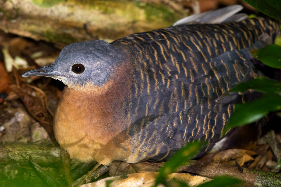 Foto inhambuanhangá (Crypturellus variegatus) Por Clezio Kleske Wiki