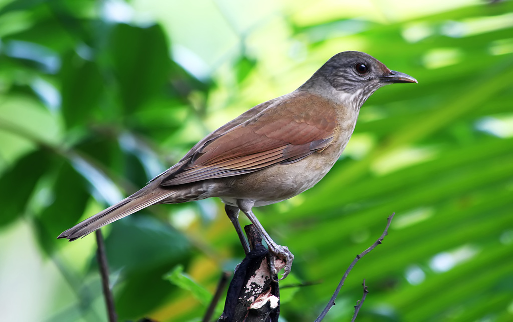 foto-sabi-barranco-turdus-leucomelas-por-diogo-s-goncalves-wiki