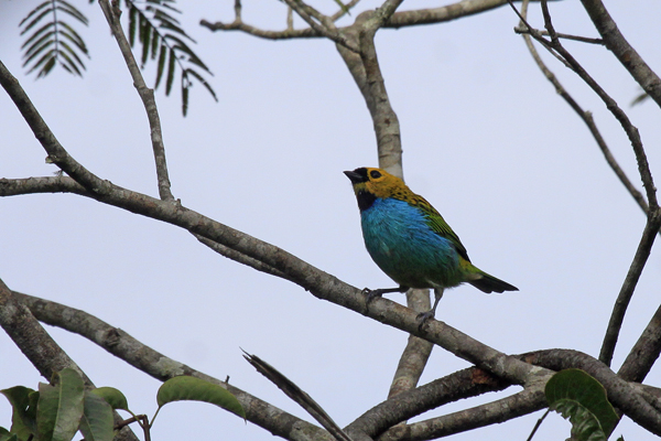 foto-sa-ra-douradinha-tangara-cyanoventris-por-rafael-bessa-wiki