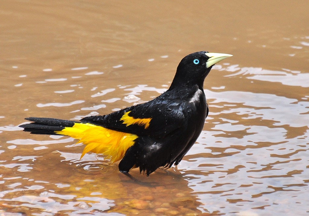 Foto xexéu (Cacicus cela) Por Oscar Abener Fenalti Wiki Aves A