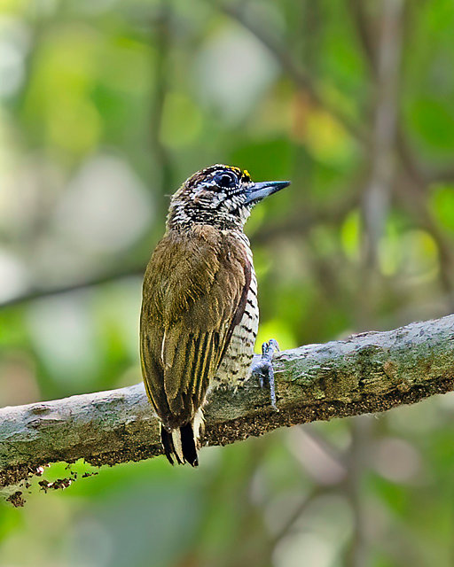 Foto picapauzinhodoamazonas (Picumnus lafresnayi) Por Adrian Rupp