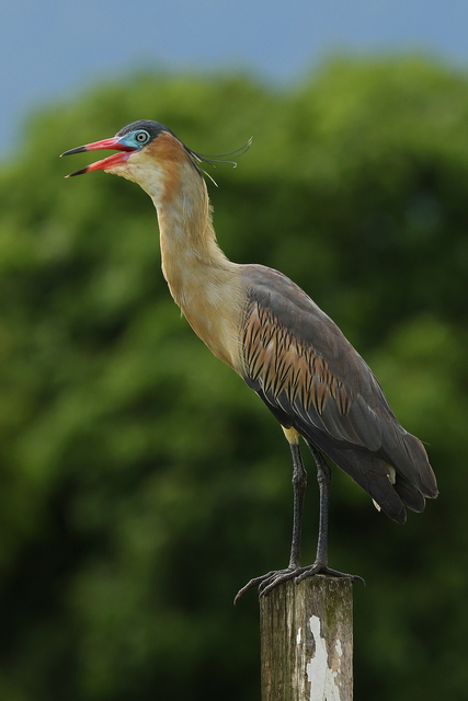 mariafaceira (Syrigma sibilatrix) WikiAves A Enciclopédia das Aves