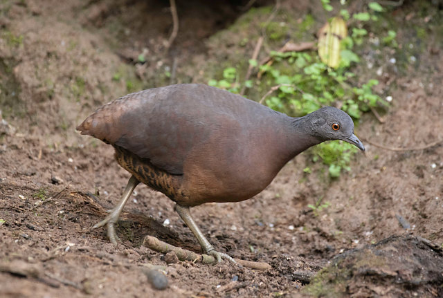 Foto inhambuguaçu (Crypturellus obsoletus) Por Luiz Moschini De Souza