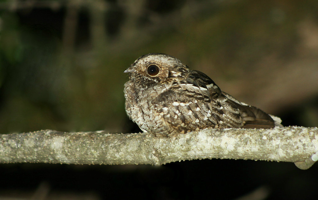 foto-bacurau-chint-hydropsalis-parvula-por-jonatas-rocha-wiki-aves