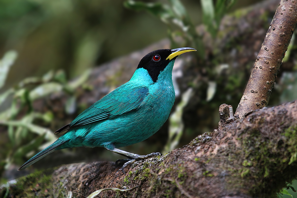 foto-sa-verde-chlorophanes-spiza-por-leonardo-casadei-wiki-aves