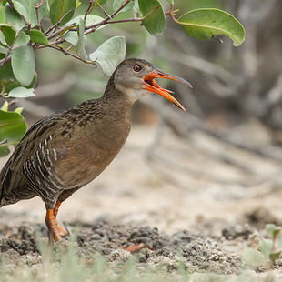 saracura-matraca (Rallus longirostris) | WikiAves - A Enciclopédia das ...