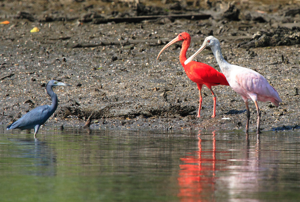 Foto colhereiro (Platalea ajaja) Por Fábio Olmos | Wiki Aves - A ...