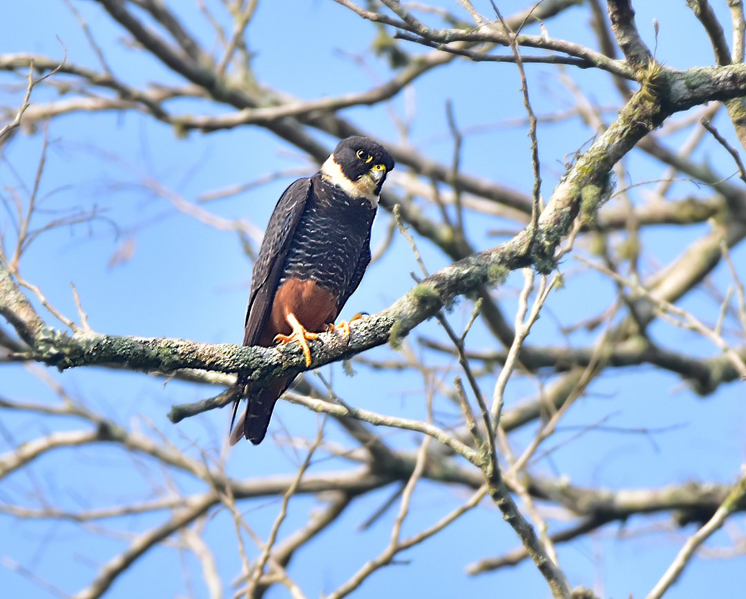 Foto cauré (Falco rufigularis) Por João Francisco | Wiki Aves - A ...